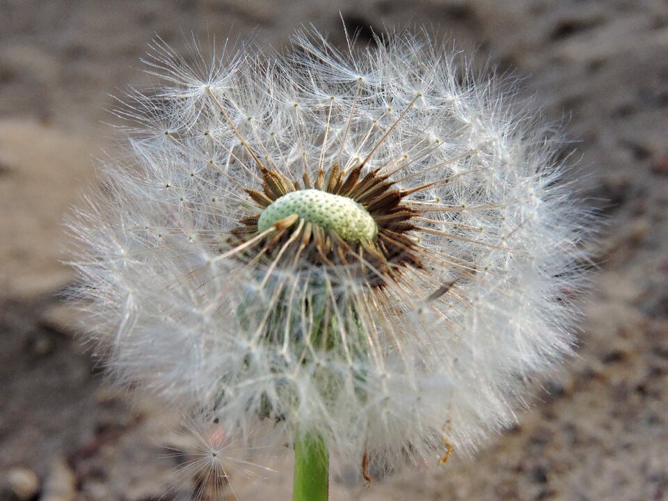 Flower spring plant