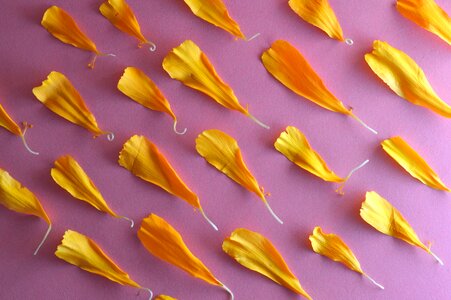 Floral yellow flower petals yellow