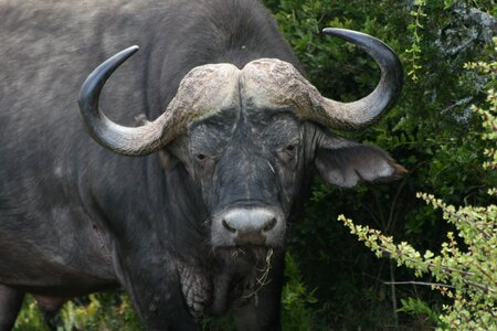 Africa wildlife