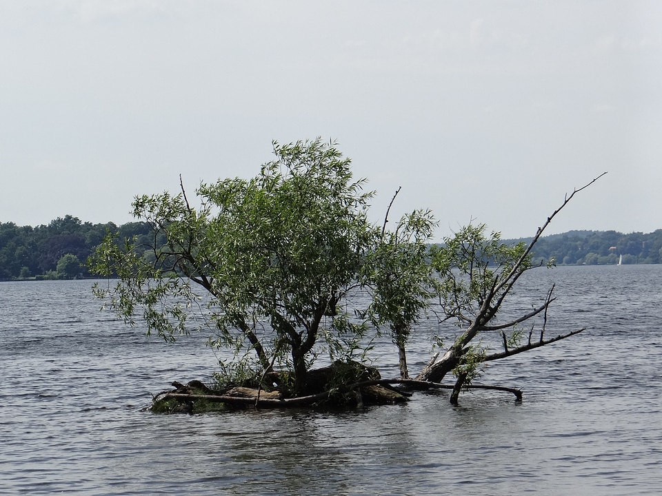 Landscape damaged log