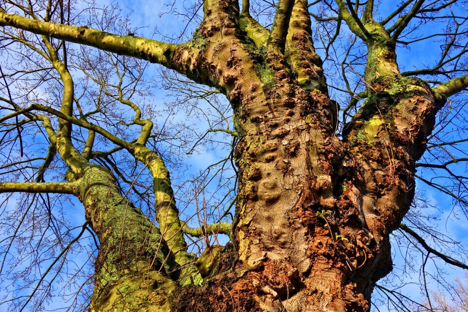 Old tree gnarled bare branches