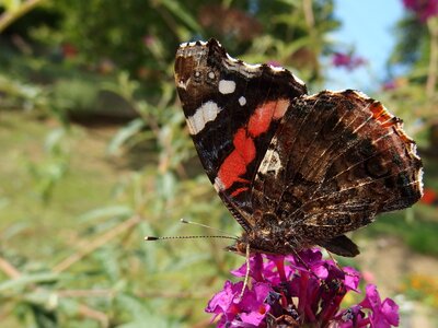 Butterfly flying insects butterfly bush photo