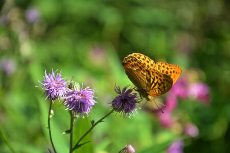 Flutter man beautiful insect