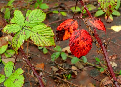 Brambles leaves late summer