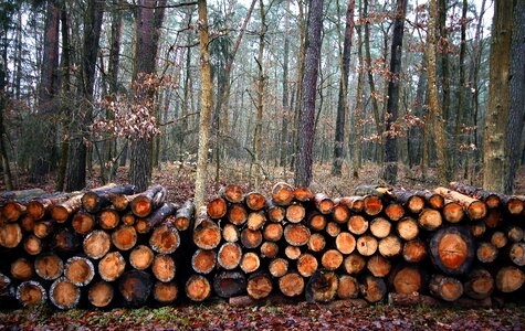 Tree wood cut photo