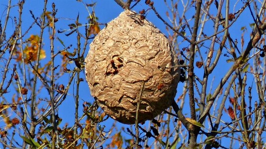 Nature asian hornet invasive species