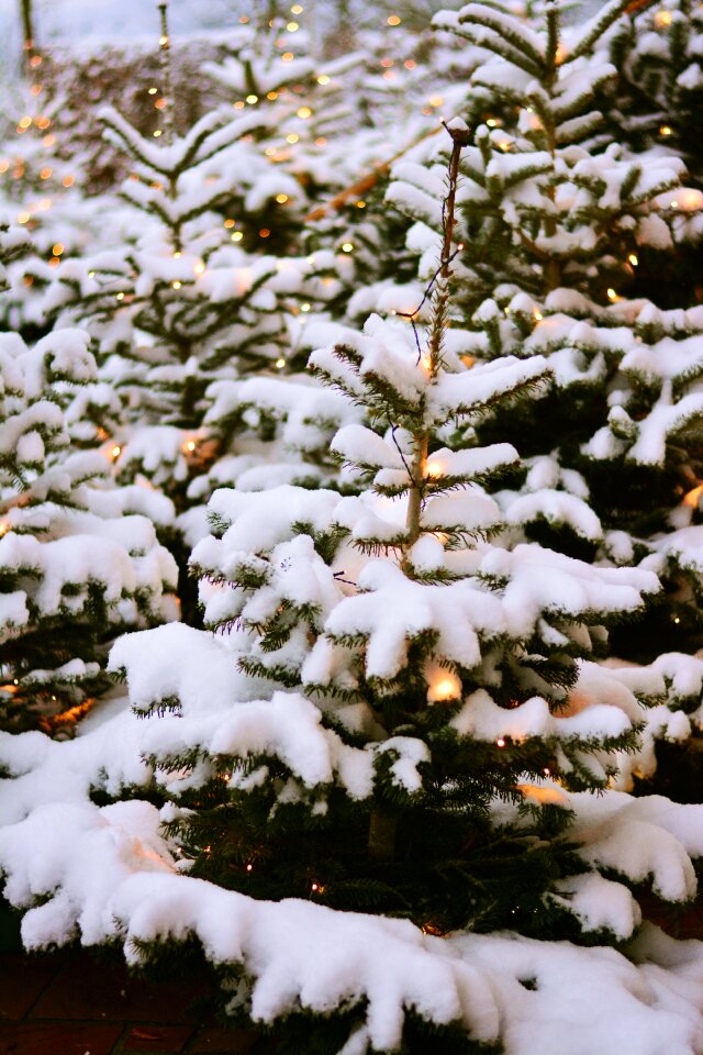Snowy christmas forest