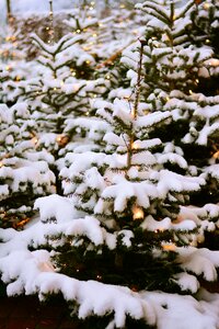 Snowy christmas forest photo