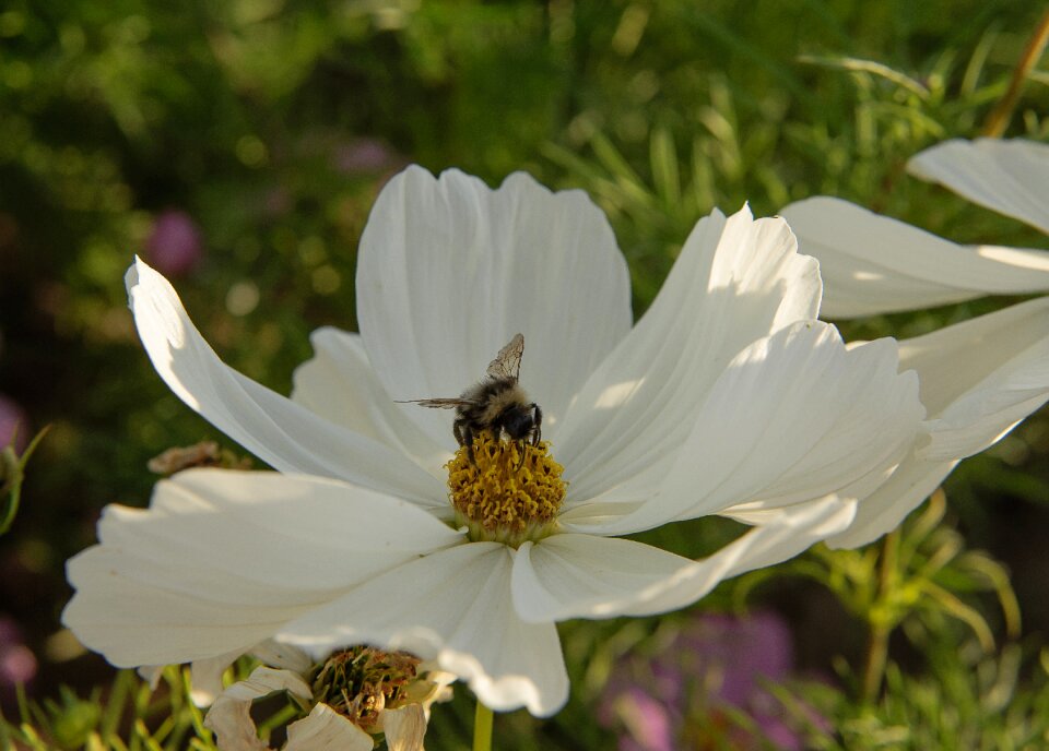 American slob white flower gathering nectar