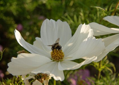 American slob white flower gathering nectar
