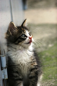Kitten pet cute photo