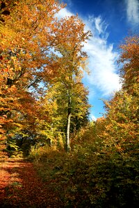 Autumn weather landscape foliage photo