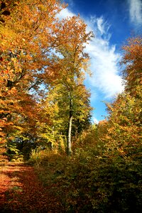 Autumn weather landscape foliage