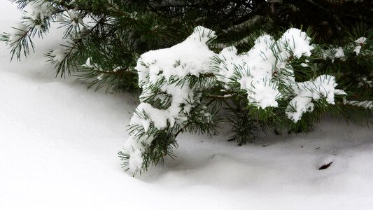Evergreen tree needles frost