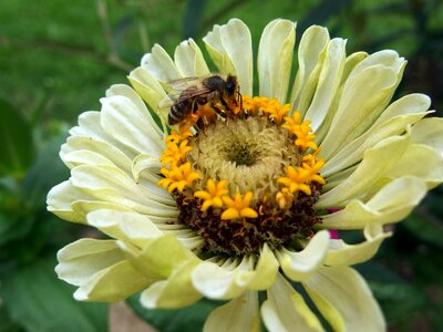 Bee flower yellow photo