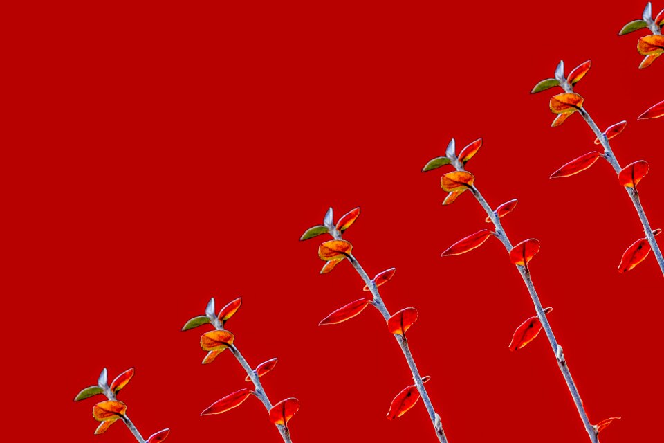 Plants diagonal abstract