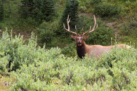 Bull elk elk in the rockies photo