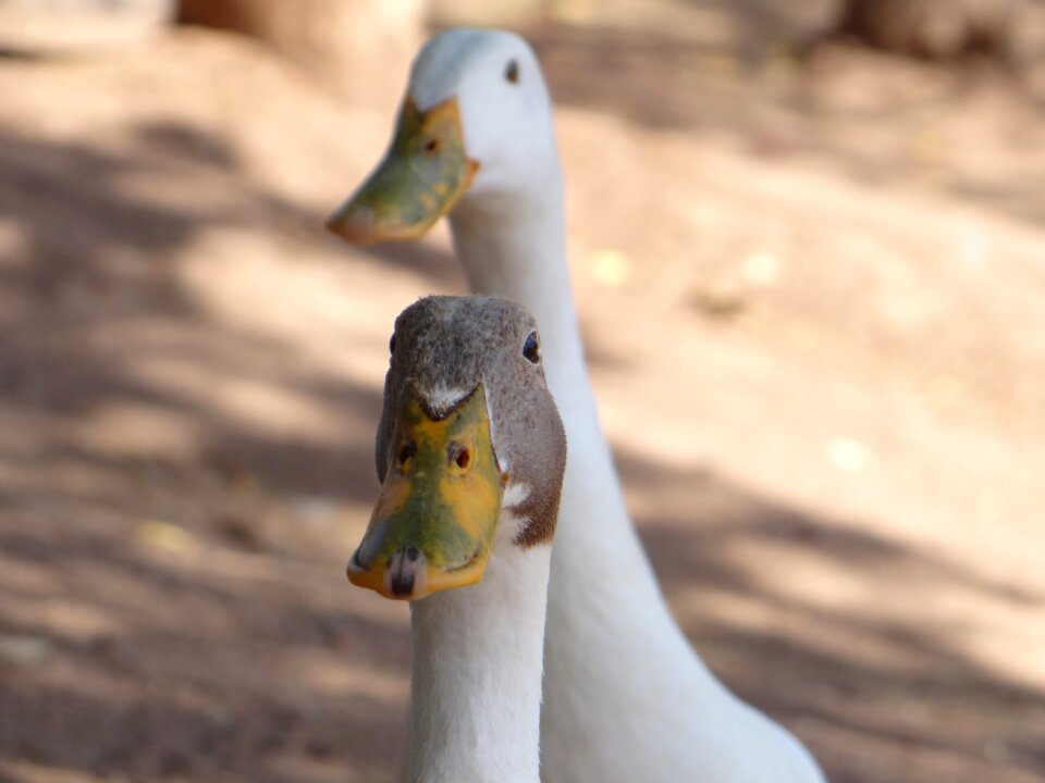 Ducks animals wild