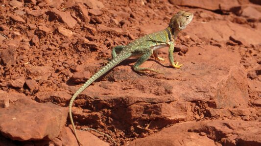 Green reptile nature