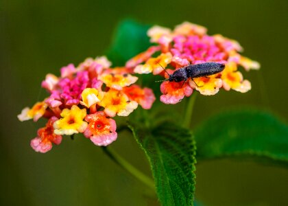 Wildflowers the pollen nice picture photo