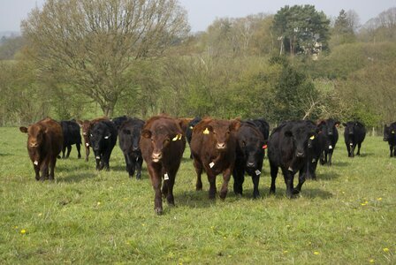 Farm black animal