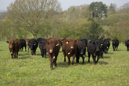 Farm black animal photo