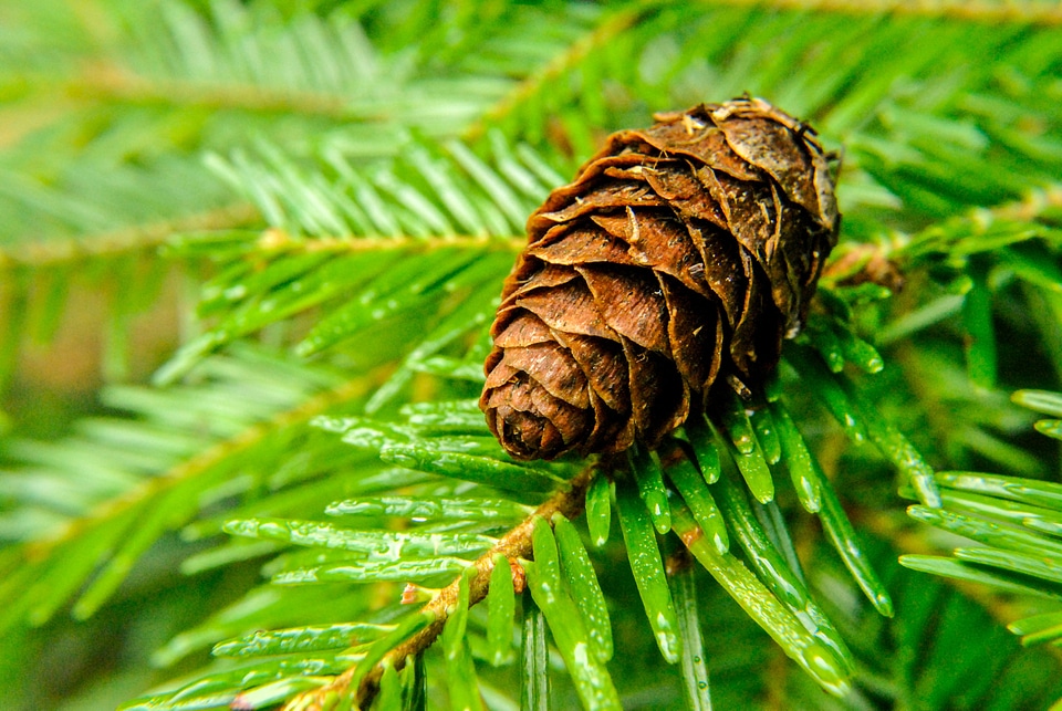 Pine pine cone needles