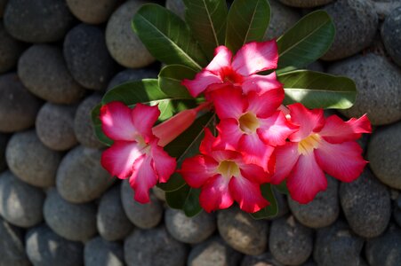Balinese flower stone wall