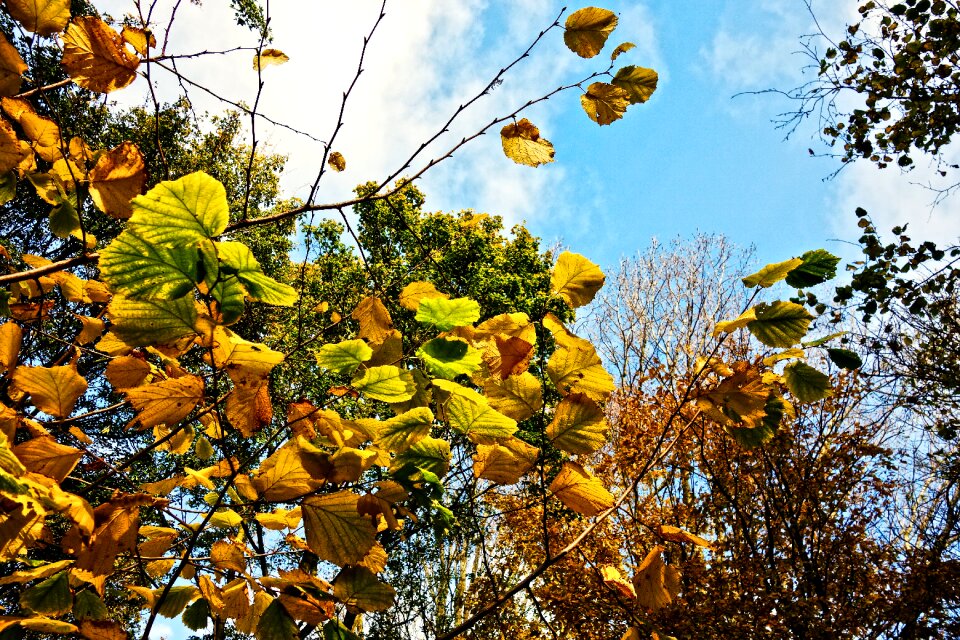 Autumn leaves autumn trees autumn