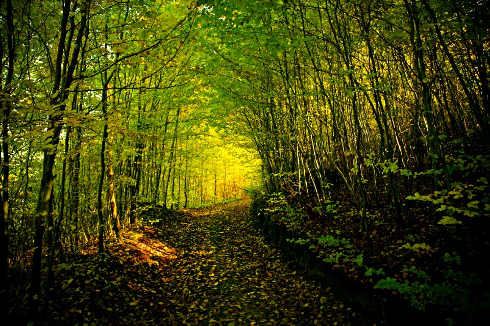Autumn gold nature tree