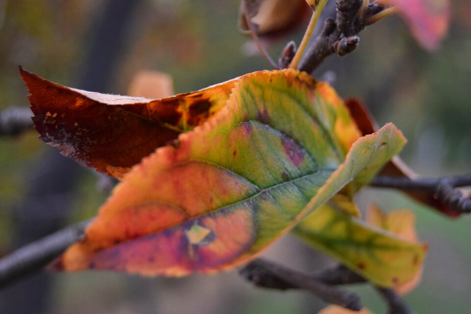 Autumn colors yellow photo