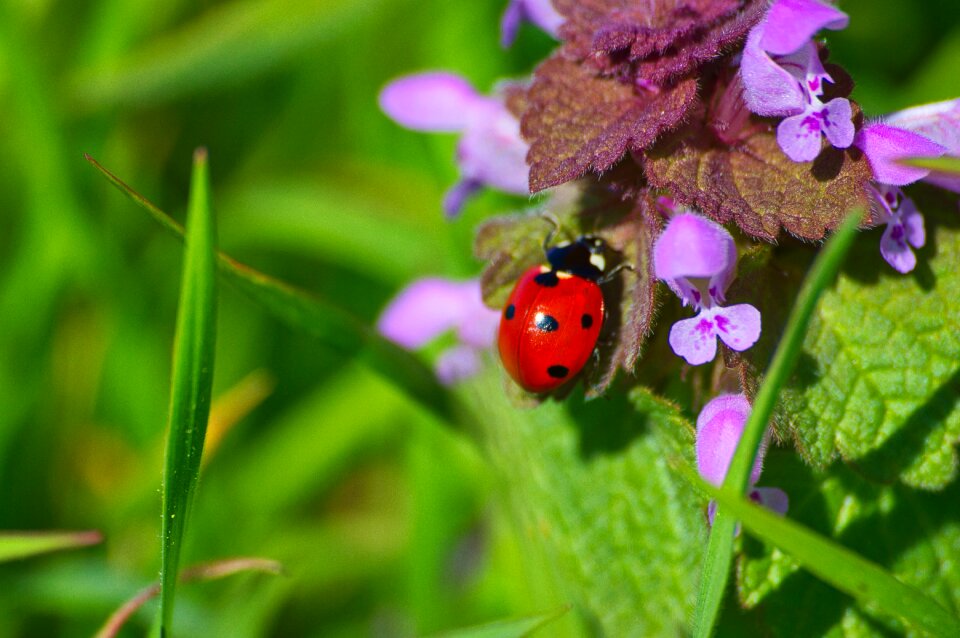 Nature wildlife garden