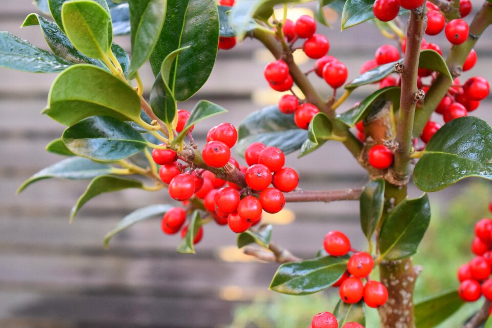 Berry plant nature