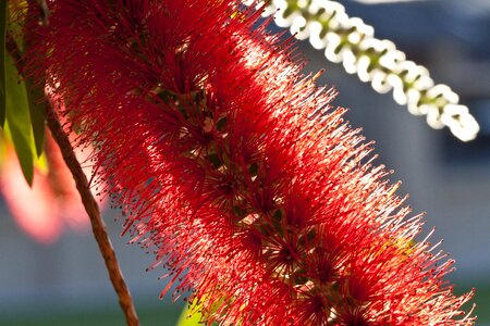Red nature floral