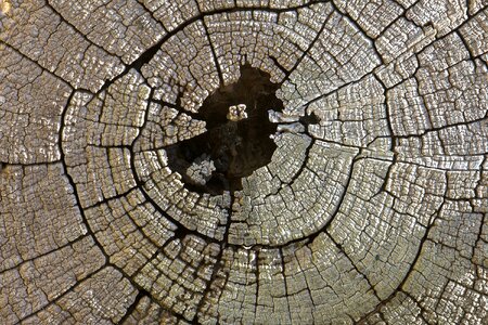 Pattern timber nature photo