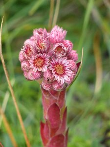 Joubarbe mountains pink flowers