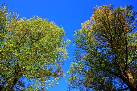 Leaves blue sky two treetops