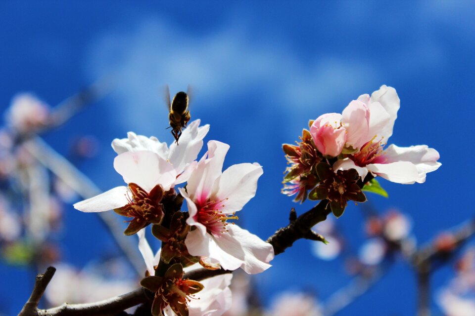 Sprinkle insect blossom