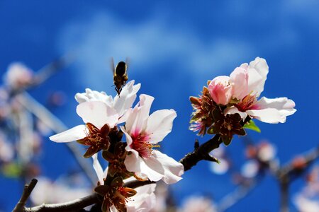Sprinkle insect blossom photo