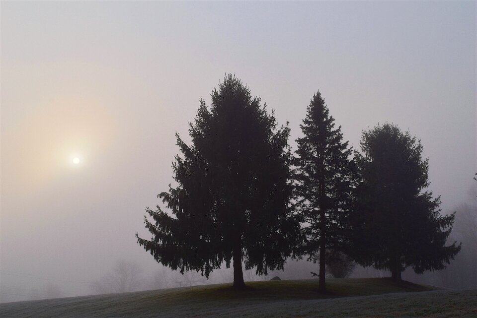 Landscape forest nature photo