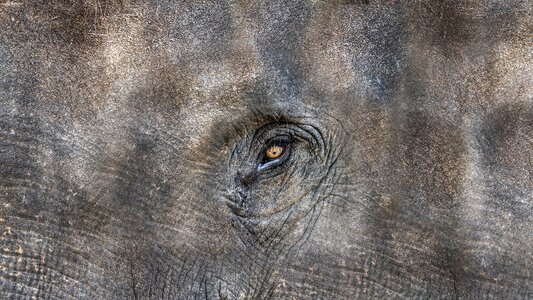 Elephant head the eye of an elephant shadow of a man photo
