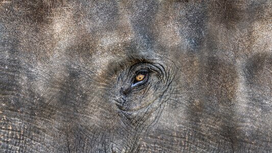 Elephant head the eye of an elephant shadow of a man