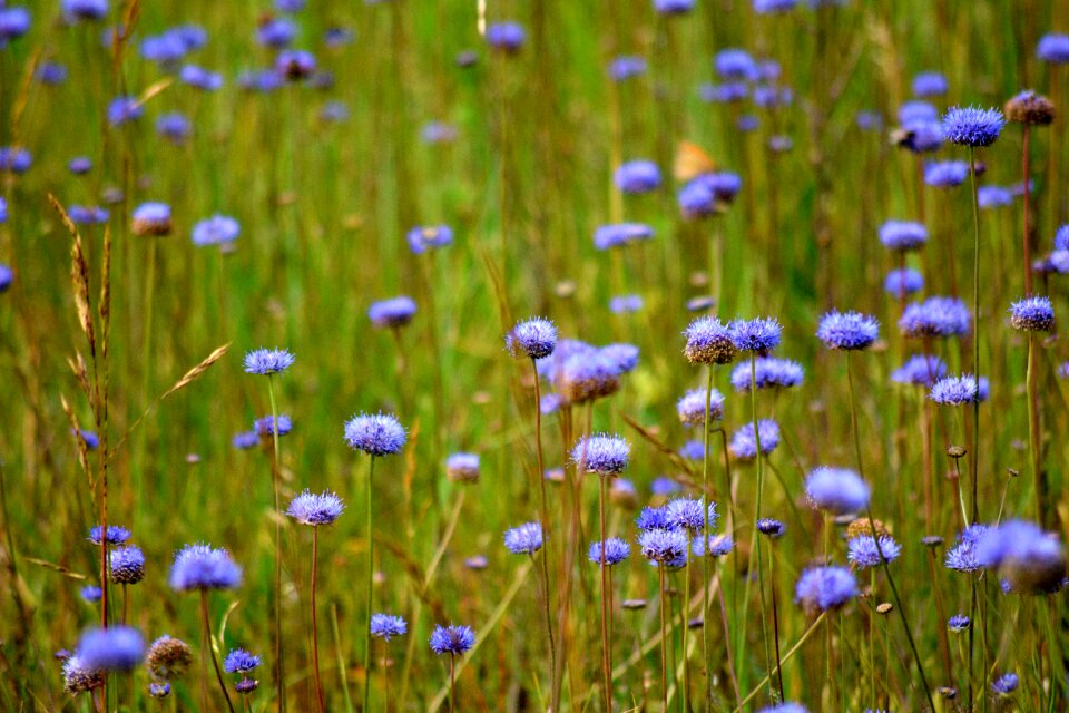 Park field meadows