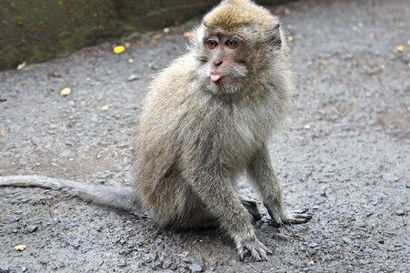Macaques animal nature photo