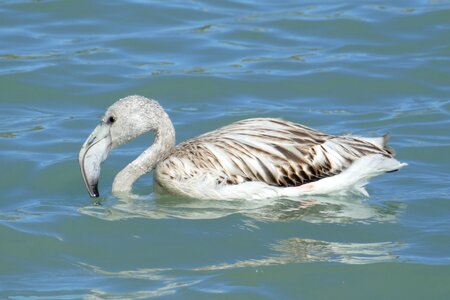 Fauna young water
