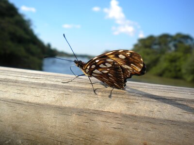 Beauty the iguazú national park mariposa