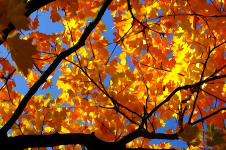 Shining autumn fire autumn colours