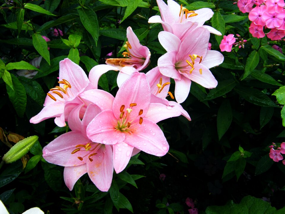 Day lily nature garden plant