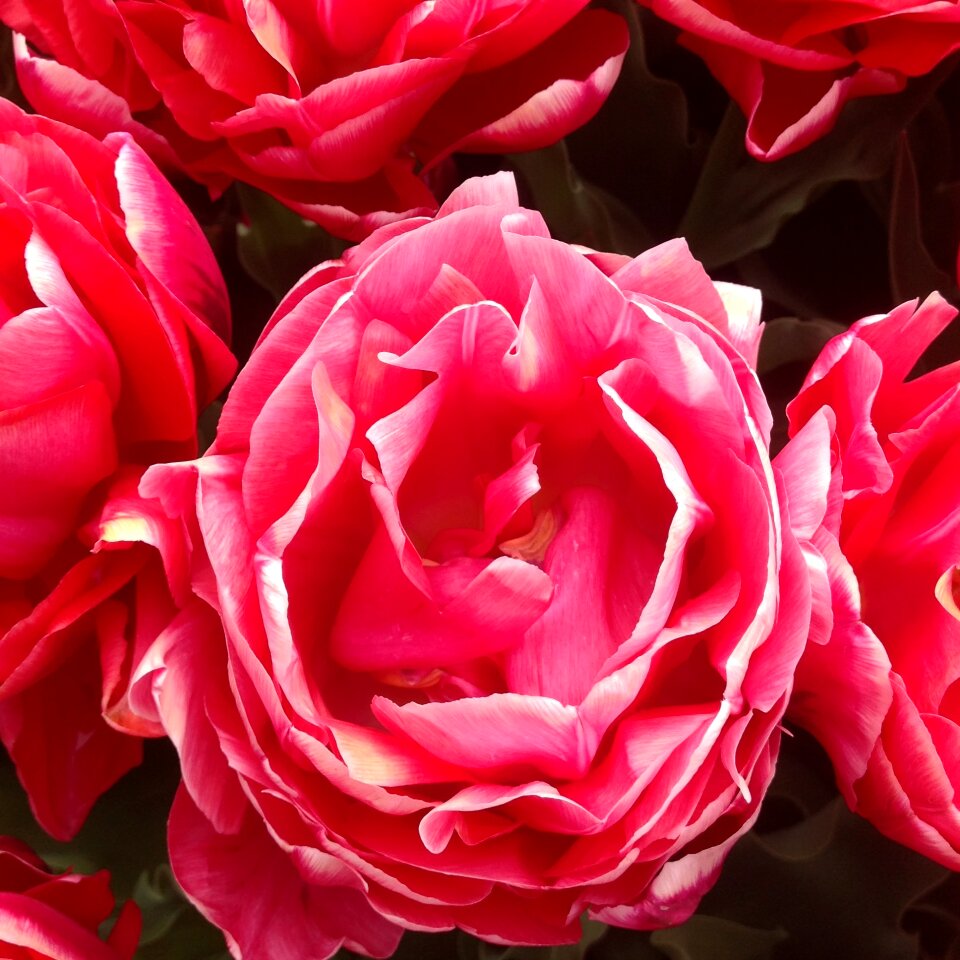Pink spring nature