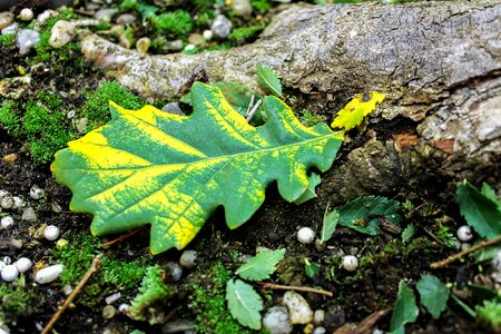 Autumn leaf holidays green-yellow leaf photo